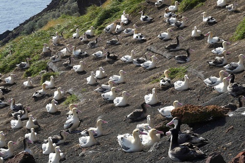 写真・図版 : 鳥島の南斜面に従来からあるアホウドリ繁殖地