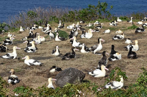 写真・図版 : 鳥島の北西斜面にできた新しいアホウドリ繁殖地