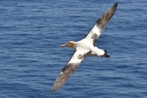 写真・図版 : 海上を優雅に飛ぶアホウドリ＝島と鳥の写真はいずれも、2018年12月、長谷川博さん撮影