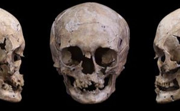 写真・図版 : DNAの保存状態が良かった船泊遺跡の23号人骨の頭骨。正面と両側面からの写真を並べた＝国立科学博物館提供