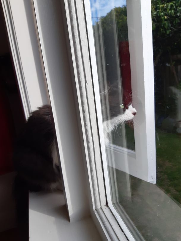 写真・図版 : 窓から出かけていくホルムズ博士の猫アルテミス＝ホルムズ博士提供
