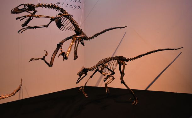 写真・図版 : 躍動的な姿につくられたデイノニクスの復元骨格標本＝国立科学博物館「恐竜博2019」