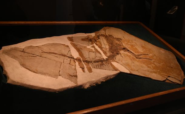 写真・図版 : シノサウロプテリクスの化石＝国立科学博物館「恐竜博2019」