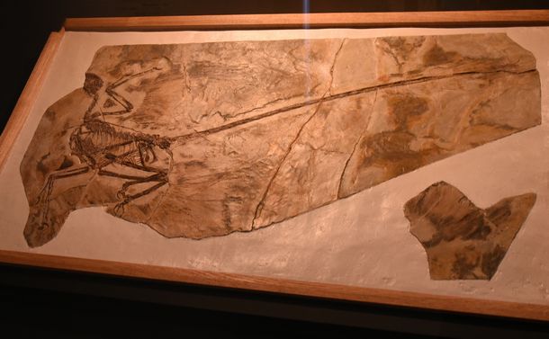 写真・図版 : ミクロラプトルの化石＝国立科学博物館「恐竜博2019」