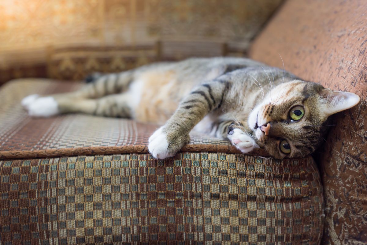 写真・図版 : Pakpoom Phummee/shutterstock.com