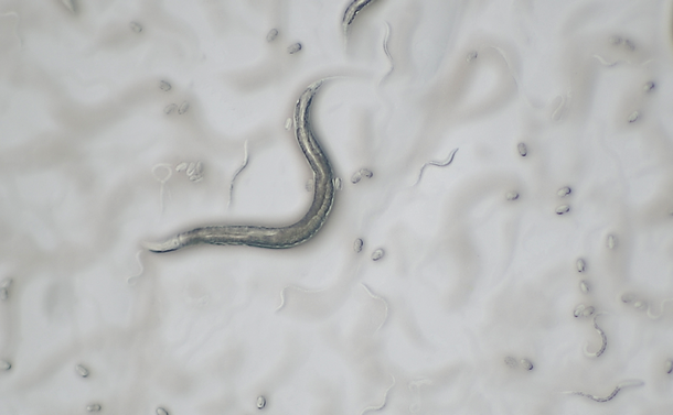 写真・図版 : 体長1ミリの線虫＝HIROTSUバイオサイエンス提供