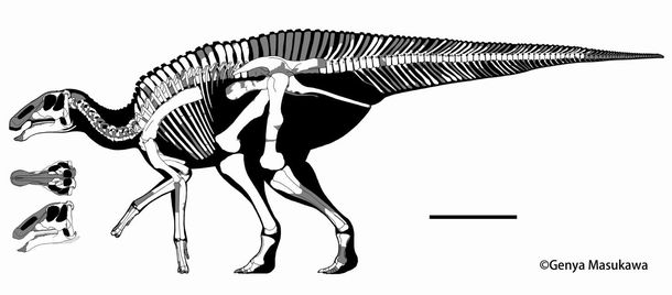 写真・図版 : カムイサウルスの骨格図。白い部分の化石が発見された＝増川玄哉氏提供