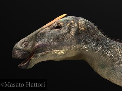 写真・図版 : 頭部にとさかを付けたカムイサウルスの復元画＝服部雅人氏提供