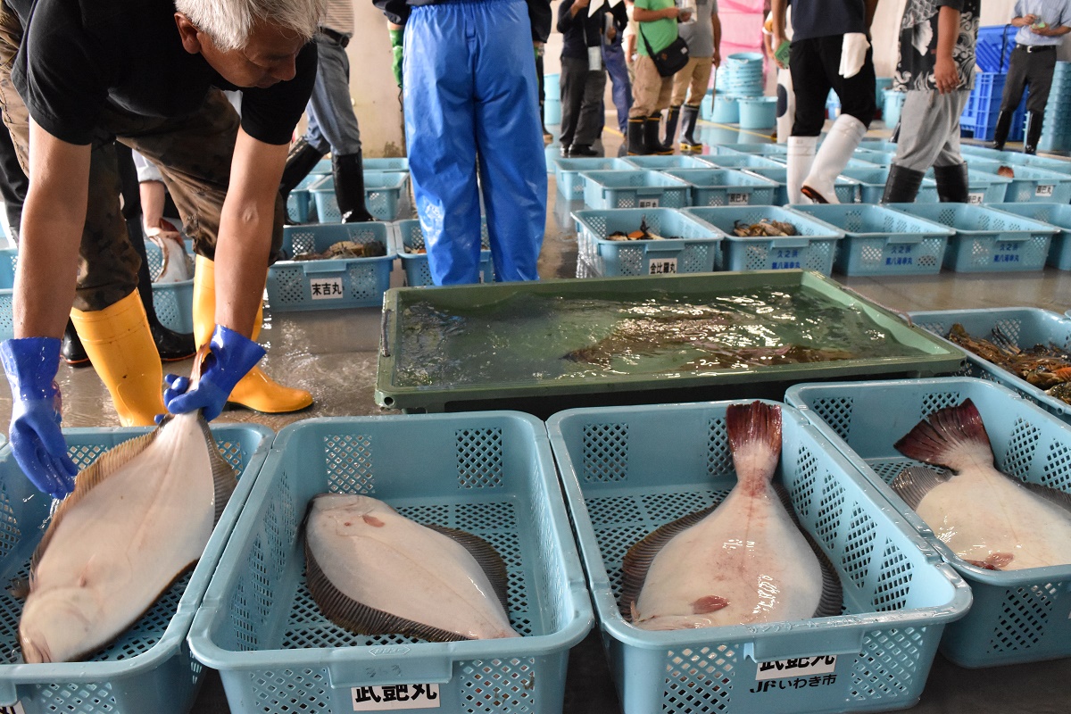写真・図版 : いわき市漁協の久之浜魚市場が8年半ぶりに再開。水揚げされたヒラメ＝2019年9月2日、福島県いわき市