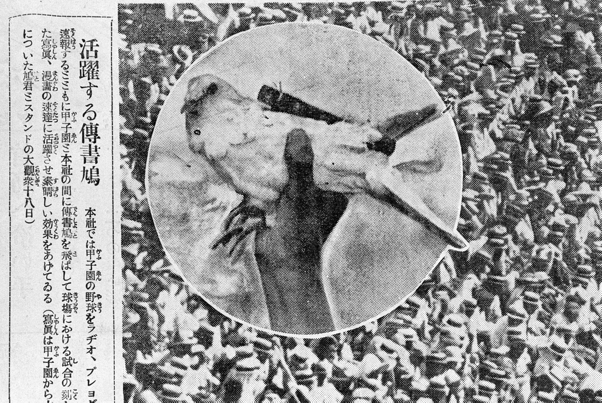写真・図版 : 甲子園球場からの写真を運ぶ伝書鳩の活躍を伝える大阪朝日新聞。1927年(昭和2)8月19日大阪版の記事