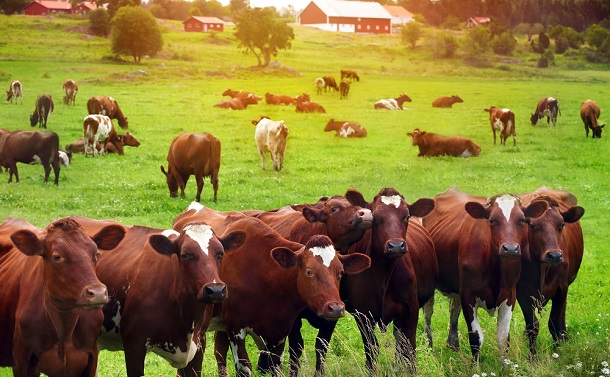 写真・図版 : 家畜が排出する温室効果ガスのうち約6割が牛由来とされる
