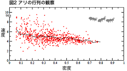 写真・図版 : 縦軸はアリの速度、横軸はアリの密度であり、高密度になって混んできてもあまり速度は低下していないことがわかる。また密度が80％以上の状態は観測されていないため、適度な間を空けて歩いていることがわかる。