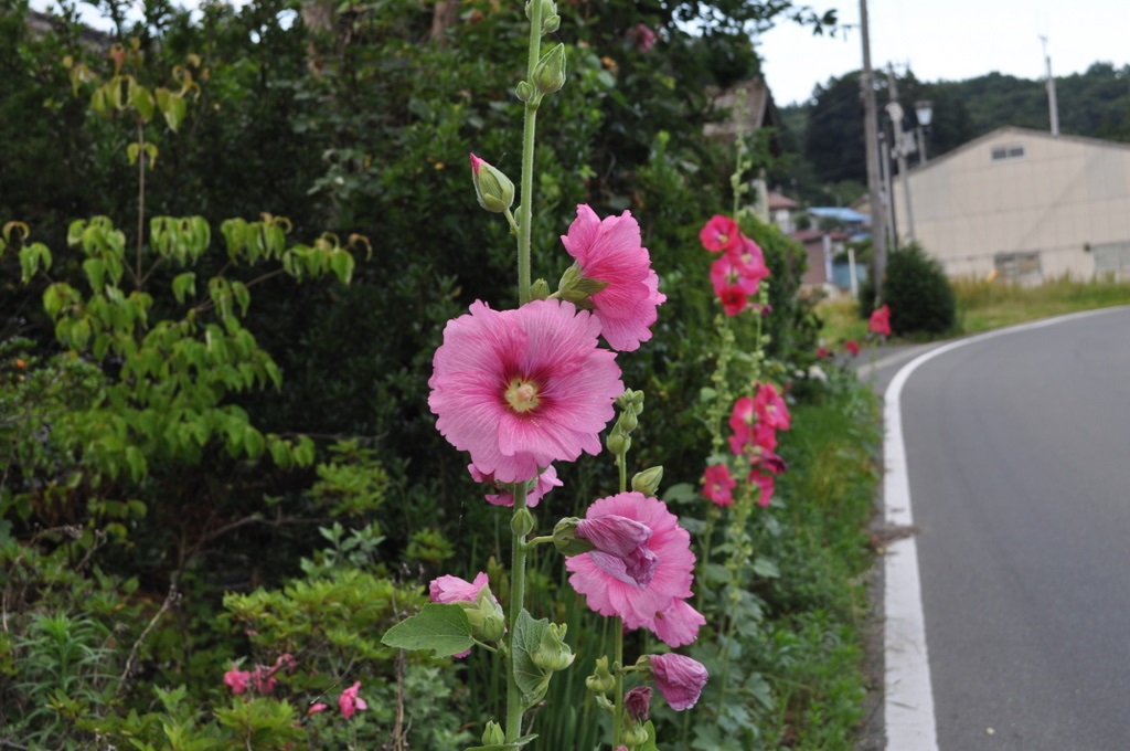 写真・図版 : 道路脇に咲いていたタチアオイ＝撮影・安東量子氏