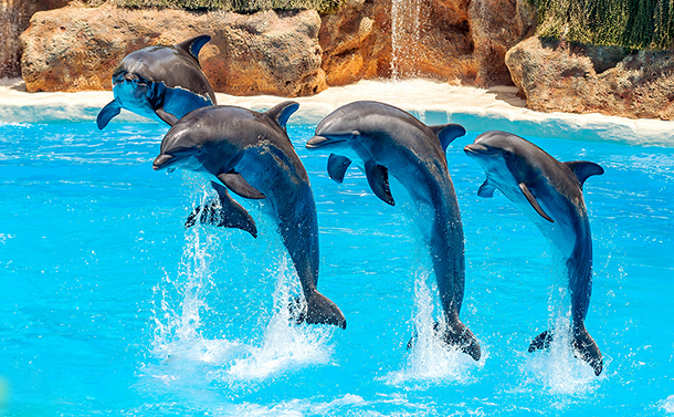 水族館のイルカショーを国際社会はどう見ているか 拡大写真 論座 朝日新聞社の言論サイト