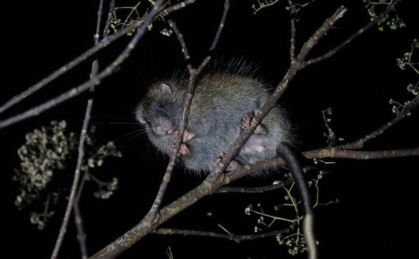 写真・図版 : 樹上で採餌するケナガネズミ。体長20～30センチの体に、同じくらいの長さの尾を持つ日本最大の野ネズミだ＝2019年12月15日、沖縄県国頭村、八木橋勉氏撮影