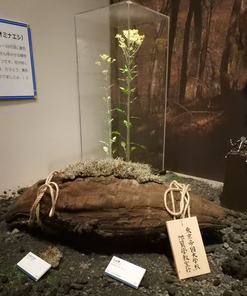 写真・図版 : 童話「気のいい火山弾」の展示。物語の最後で火山弾には「東京帝国大学校地質学教室行」と書いた札が付けられて運ばれていく