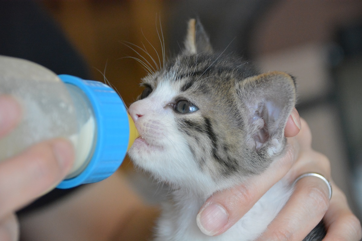 写真・図版 : ミルクボランティア制度は各地に広がりつつある(京都市東山区の木村かおりさんが作った猫用ミルクを飲む子猫)=2019年5月