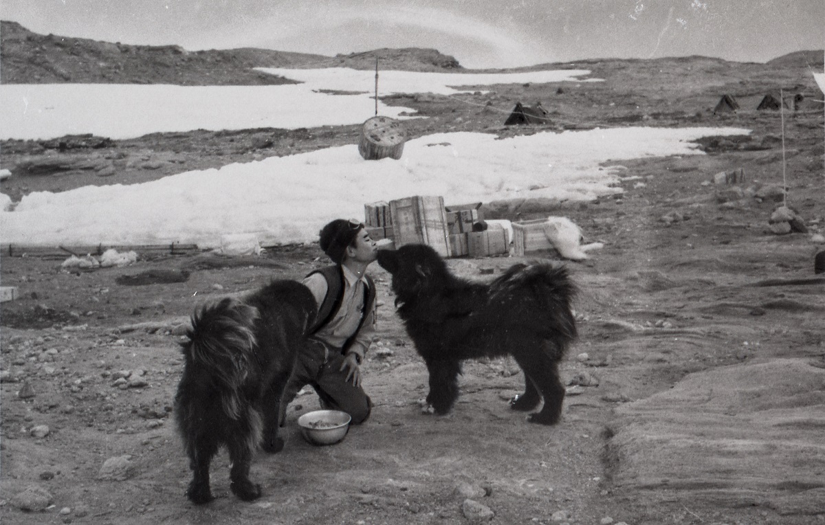 写真・図版 : 南極で1年間生き抜いたカラフト犬のタロ(左)とジロ。日本では当時「美談」とされたが、海外では置いて帰った時点で「虐待」とされた=1959年1月