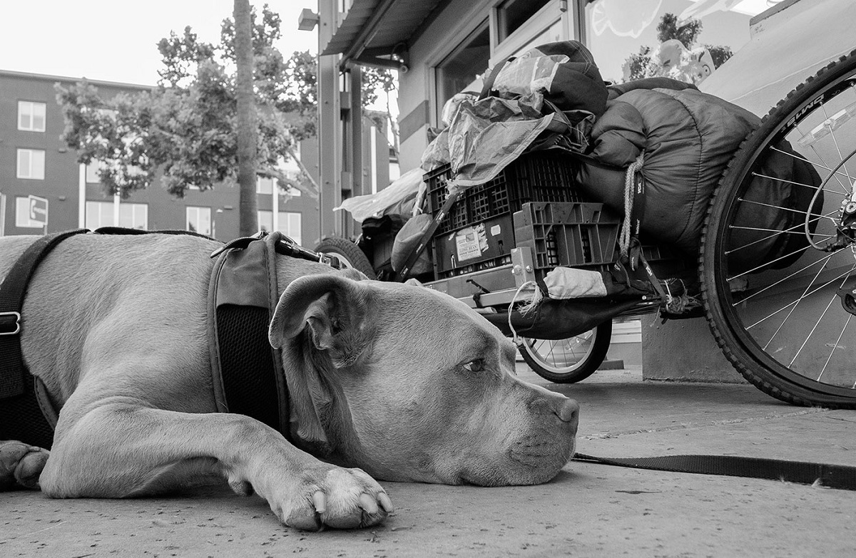 写真・図版 : 飼い主の自転車と荷物を守る犬© Eugene Fisher