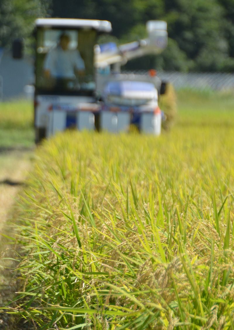 写真・図版 : 秋田県仙北市の稲刈り、2018年9月3日