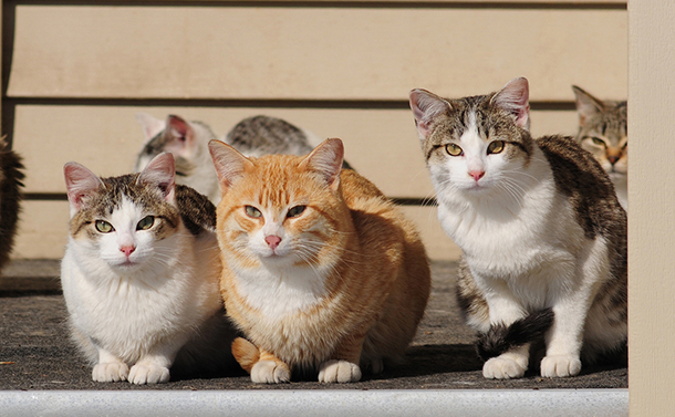 写真・図版 : 