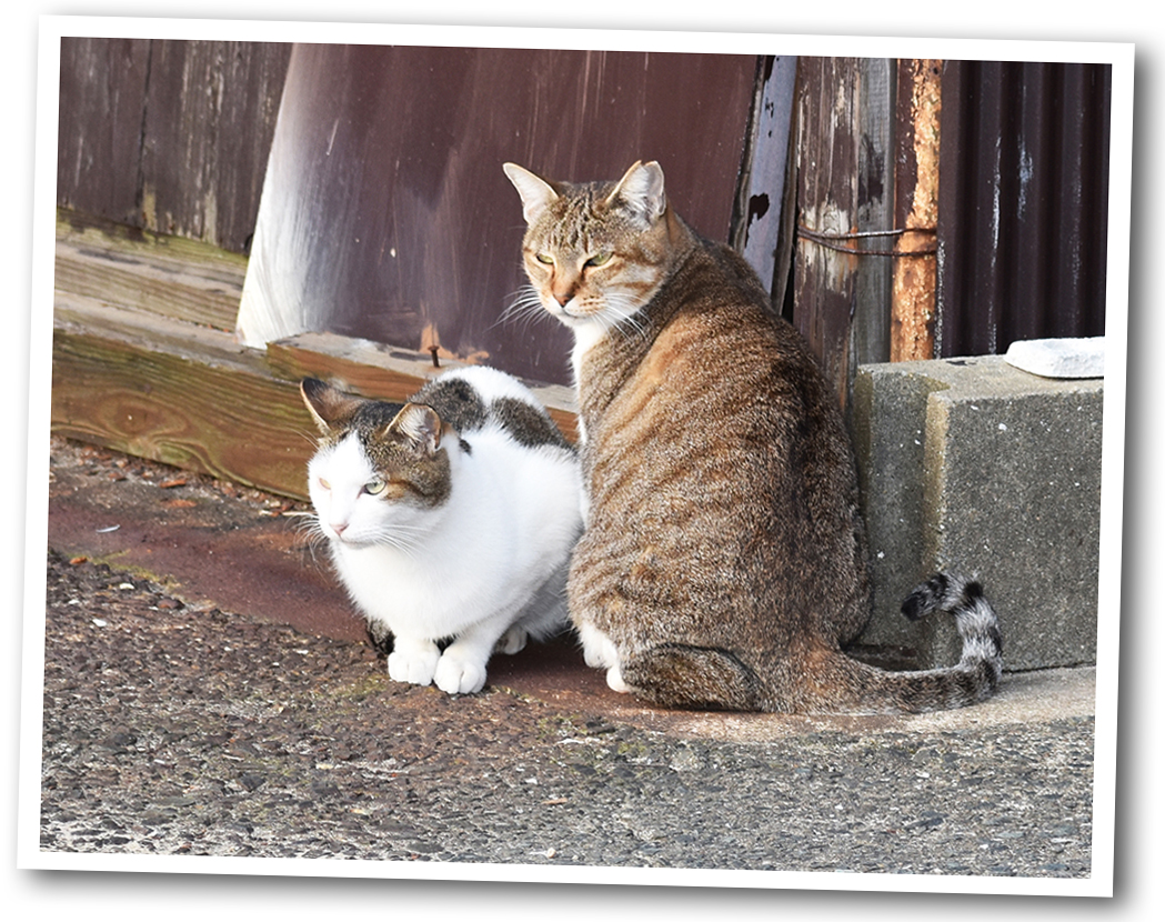 写真・図版 : 日本でも他の国でも、ネコは代表的な侵略的外来種だ