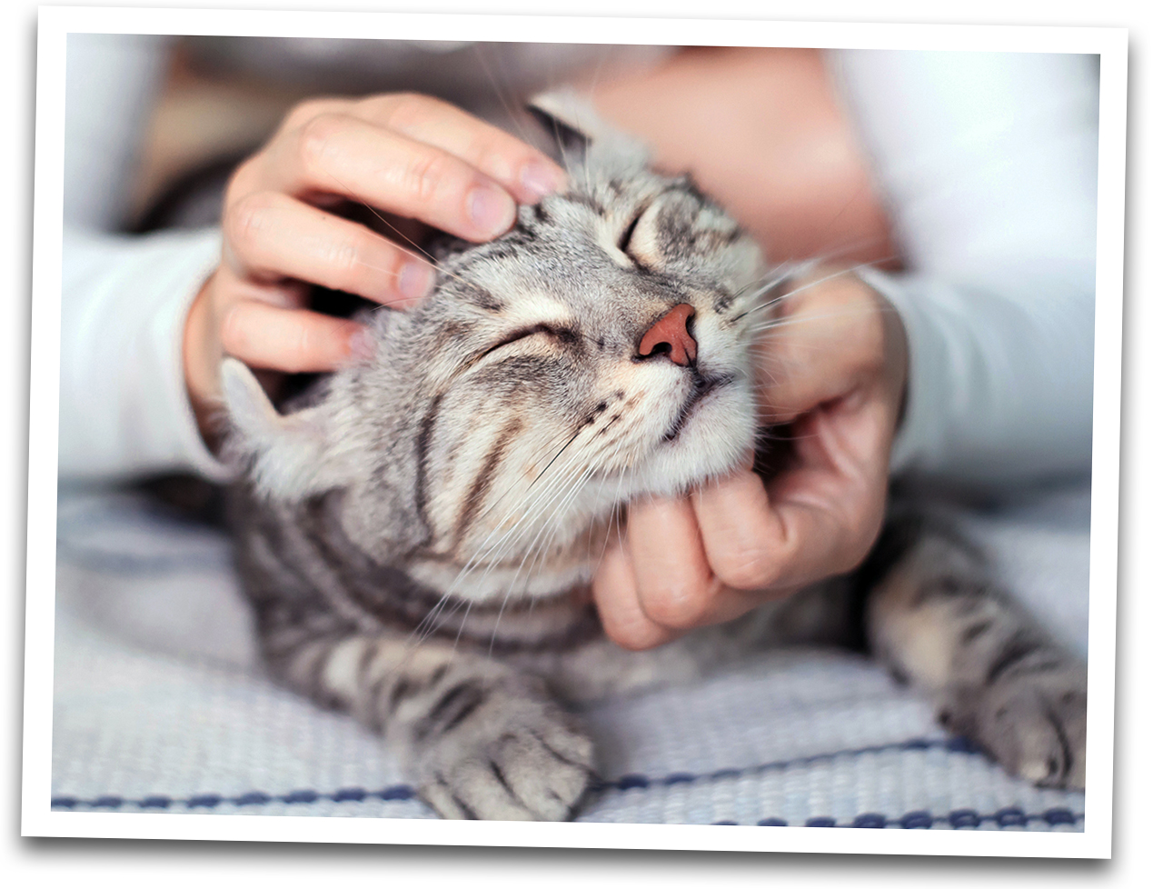 写真・図版 : 動物愛護法がどんな動物を保護対象とするかも判然としない