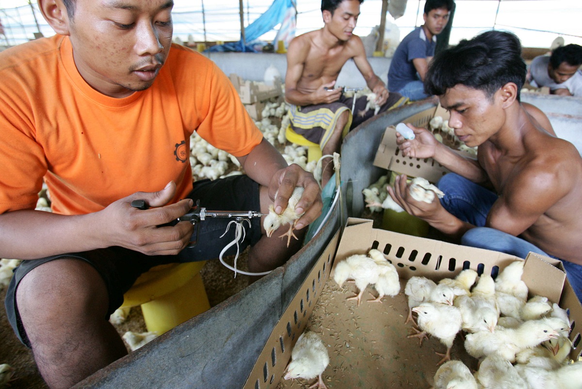 写真・図版 : 鳥インフルエンザのワクチンを注射される生後4日のヒヨコ＝2005年11月14日 
、インドネシア
