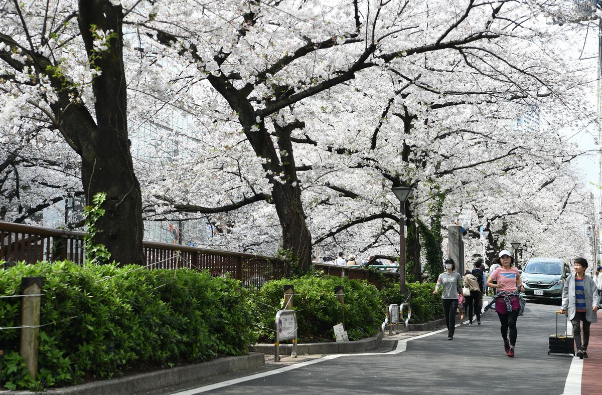 写真・図版 : 毎年、多くの花見客が訪れる東京・目黒川沿いでは花見の自粛が呼びかけられ、人影もまばら＝2020年3月28日午後１時４分、東京都目黒区