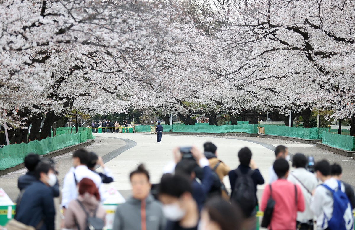 写真・図版 : 東京・上野公園の「さくら通り」は通行止めとなった=2020年3月27日