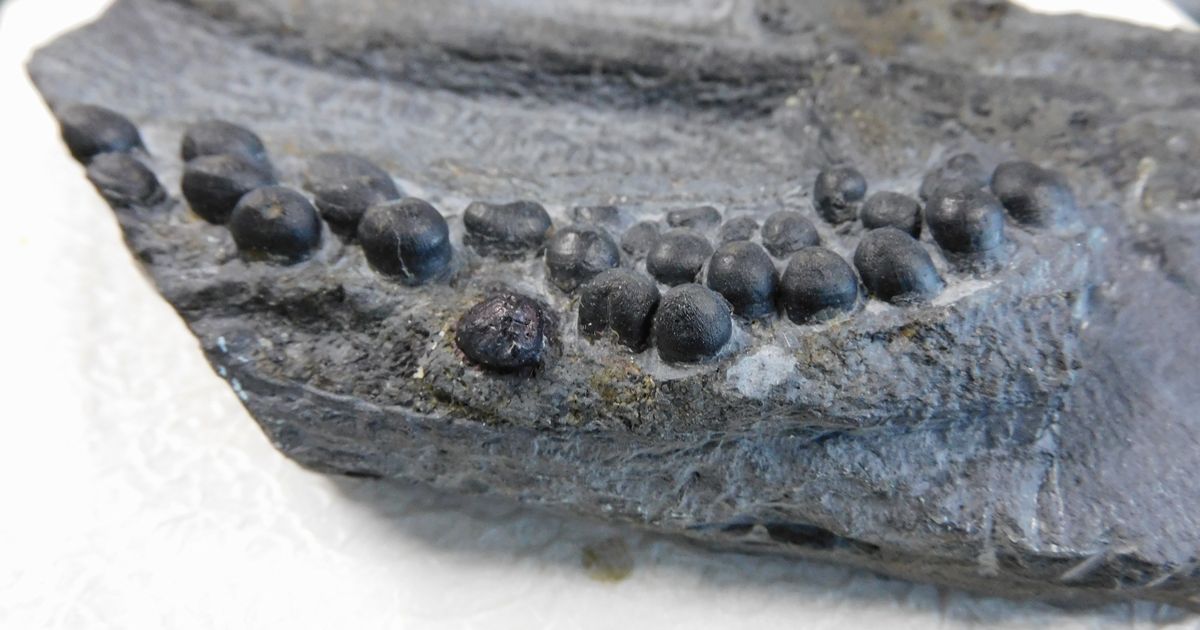 写真・図版 : タピオカみたいな丸くて黒い歯が並ぶ海生爬虫類の化石＝筆者撮影