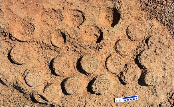 写真・図版 : ゴビ砂漠で見つかった巣化石の例。丸い卵化石が並んでいる＝小林快次さん提供