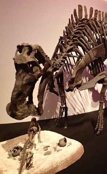 写真・図版 : 親が子の世話をしていたとされるハドロサウルス類恐竜のマイアサウラ。卵にはスフェロウーリトゥスという学名がある＝「恐竜博2019」で筆者撮影