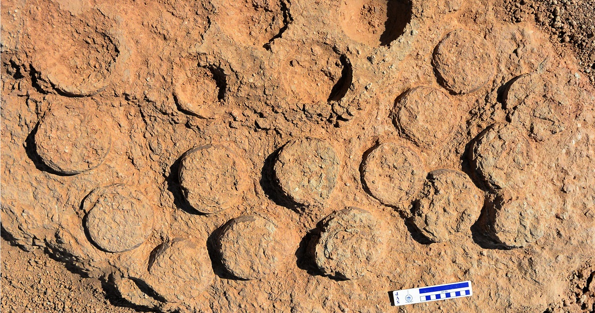 写真・図版 : ゴビ砂漠で見つかった巣化石の例。丸い卵化石が並んでいる＝小林快次さん提供
