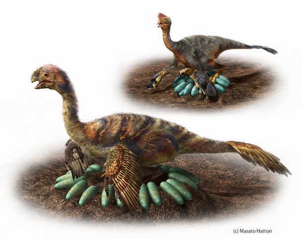 写真・図版 : オビラプトロサウルス類の営巣復元図。小型種（上）は卵の上に直接座ったと考えられるが、大型種（下）は卵を並べた中心に座ったと考えられる＝服部雅人さん提供