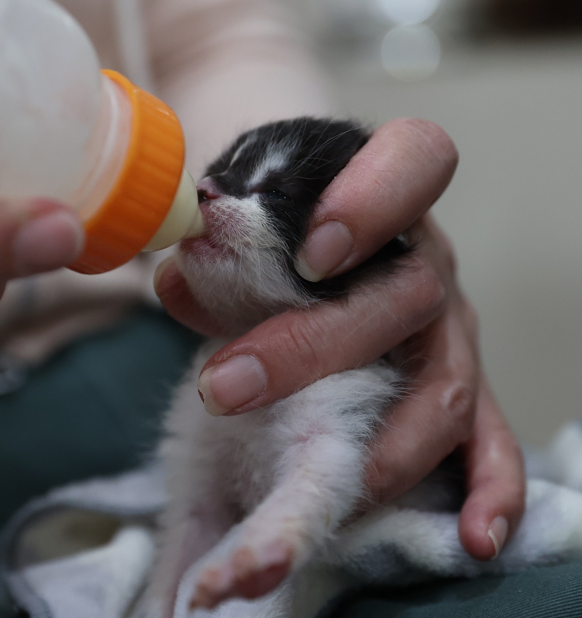 写真・図版 : 東京の保護団体でミルクを飲ませてもらう子猫。埼玉県内で段ボール箱に入れて置き去りにされていたという＝2020年4月