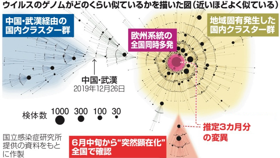 写真・図版 : ウイルスのゲノムがどのくらい似ているかを描いた図