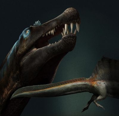 泳ぎは得意だった 肉食恐竜スピノサウルス 拡大写真 米山正寛 論座 朝日新聞社の言論サイト