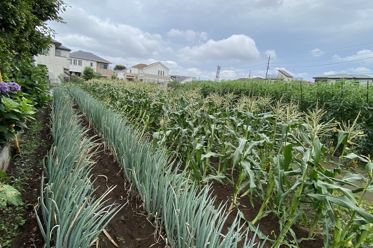写真・図版 : 宅地にある農地の存続には課題も多い=2020年7月、東京都練馬区土支田の五十嵐農園、撮影・筆者