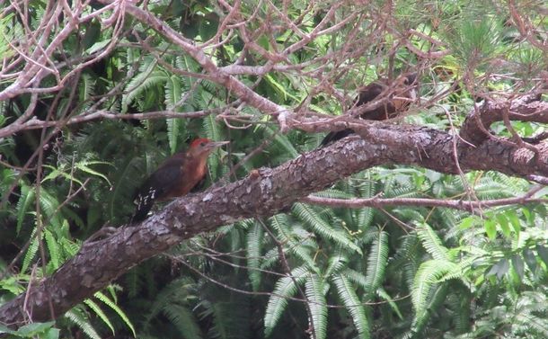 高江のヘリパッドN4で姿を見せたノグチゲラのつがい。頭が赤いのがオス、枝の陰にメスがいる＝2016年7月13日、鷲尾真由美さん撮影
