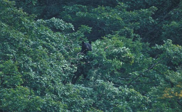 写真・図版 : ミズナラの木に登りドングリを食べるツキノワグマ＝横田博さん撮影