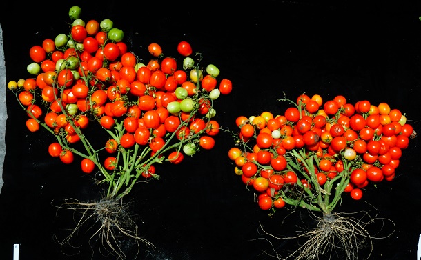 写真・図版 : トマトの栽培化変異にERECTA遺伝子の突然変異をさらに加えることにより誕生した、果実がぎっちり詰まったトマト＝コールドスプリングハーバー研究所ザック・リップマン研究室のChoon-Tak Kwon博士提供