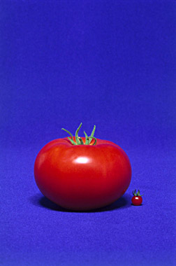写真・図版 : 我々が食べる栽培トマト（左）と野生種のトマト（右）＝Photo by Kent Loeffler, courtesy of Cornell University College of Agriculture and Life Sciences 