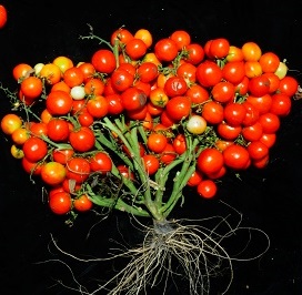 写真・図版 : トマトの栽培化変異にERECTA遺伝子の突然変異をさらに加えることにより誕生した、果実がぎっちり詰まったトマト＝コールドスプリングハーバー研究所ザック・リップマン研究室のChoon-Tak Kwon博士提供