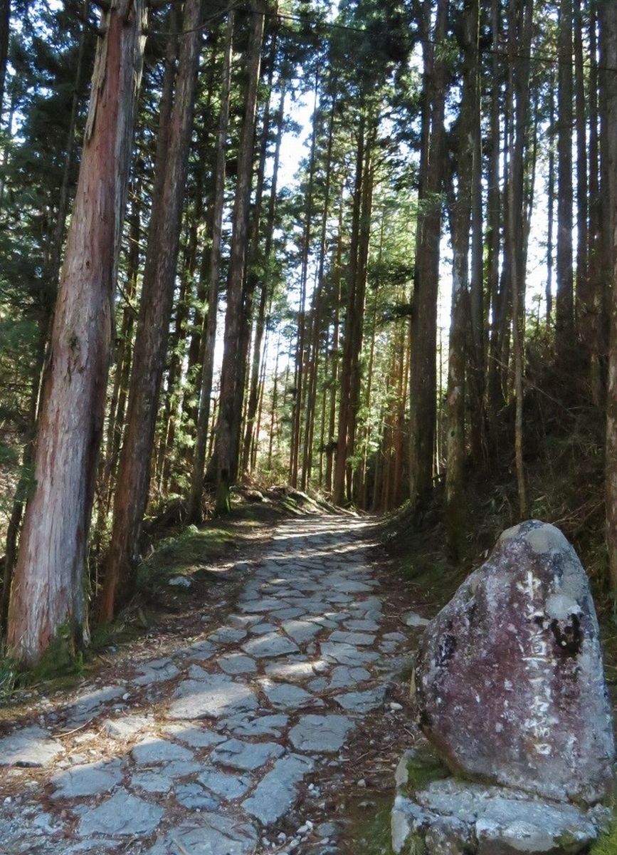 写真・図版 : 杉木立の中を行く“サムライロード”こと旧中山道＝筆者撮影