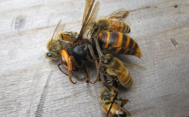 写真・図版 : セイヨウミツバチの巣の前で死んでいたコガタスズメバチ＝TBS提供