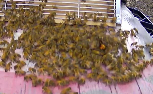 写真・図版 : コガタスズメバチを取り囲んで蜂球をつくるセイヨウミツバチ＝TBS提供