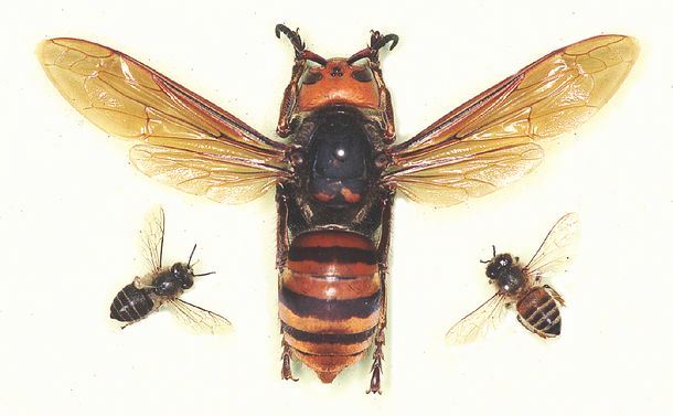 写真・図版 : オオスズメバチ（中央）とニホンミツバチ（左）、セイヨウミツバチ（右）。体格差は歴然としている＝小野正人さん提供
