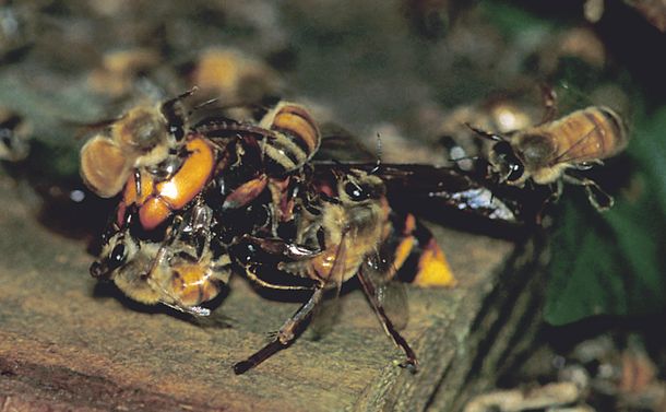 写真・図版 : オオスズメバチに針を刺して応戦するセイヨウミツバチ＝小野正人さん提供