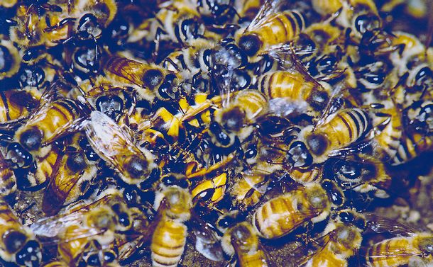 写真・図版 : 蜂球でキイロスズメバチを捕らえたセイヨウミツバチ＝小野正人さん提供